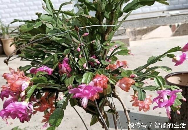 植株|天冷后养蟹爪兰，“2个雷区”别去碰，再冷也开花，花朵艳丽、美！