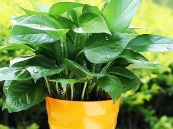 “一颗绿萝七个鬼”，家中不能放绿萝都是过来人的经验之谈！