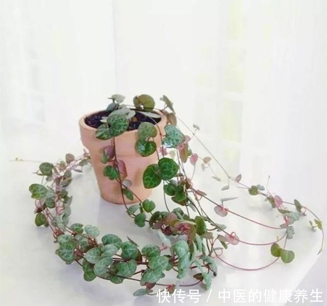 别养绿萝了,这20种耐阴植物,养在家里更合适!