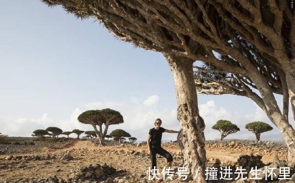 龙血树|中国最“无私”的树,它的“血”能治病,却因此被砍得只剩20棵