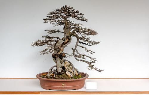 盆景养护不周造成植株萎蔫，找到原因，救治及时很重要