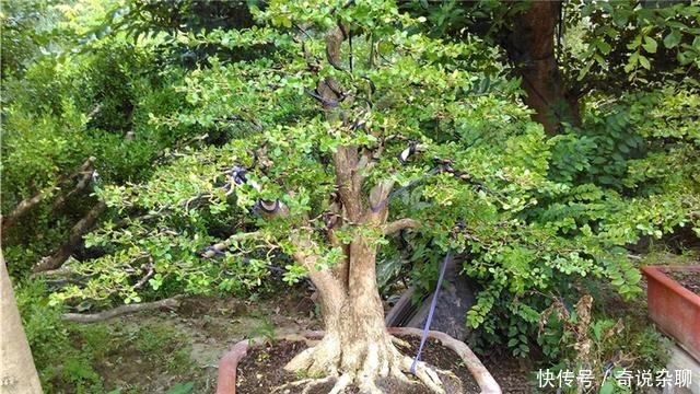 制作方法|黄杨盆景姿态优美是如何制作的?后期养护,盆景制作方法在这里