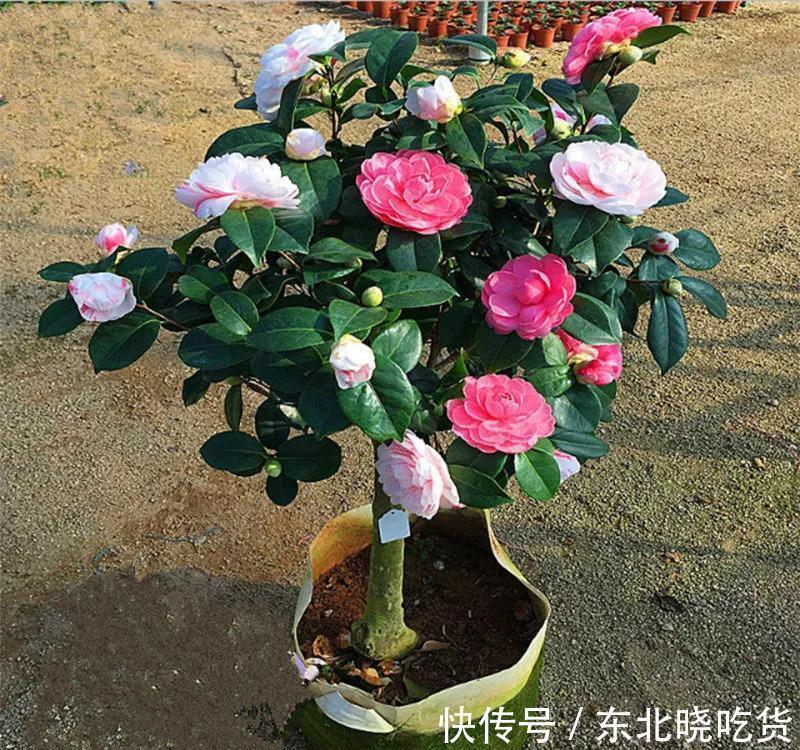 揭开茶花的真面目,很多人对其有误解,不要再犯傻,花朵很漂亮