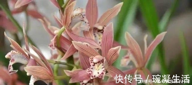兰根|兰花有“三喜三怕”,顺着它养护,顺利春化,独苗绽放层叠群兰