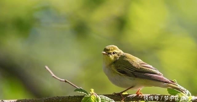 天涯!李商隐一首经典五绝《天涯》,无一字不唯美,无一字不伤悲