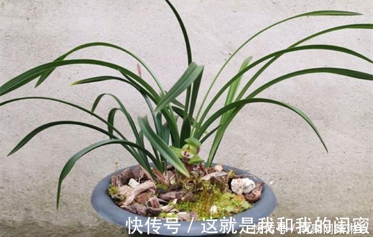 生根|养兰花,给它喷点“生根水”,大白根直冒,长得肥肥壮壮!