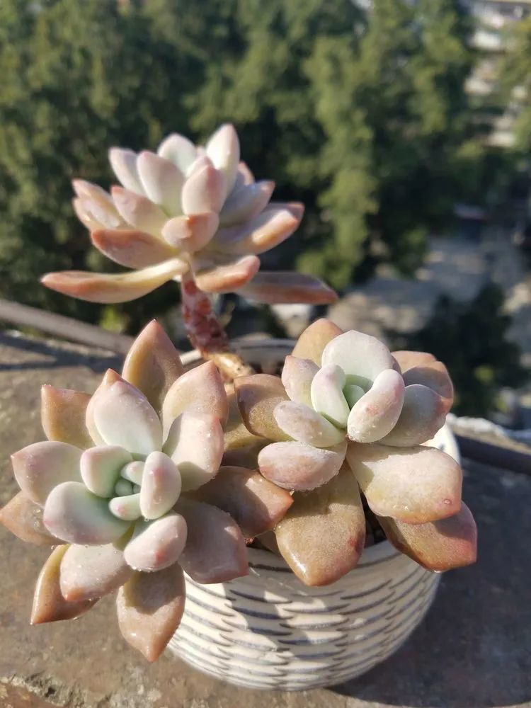 养肉三年,分享养肉经验,谈谈适合逆开挂区的多肉!