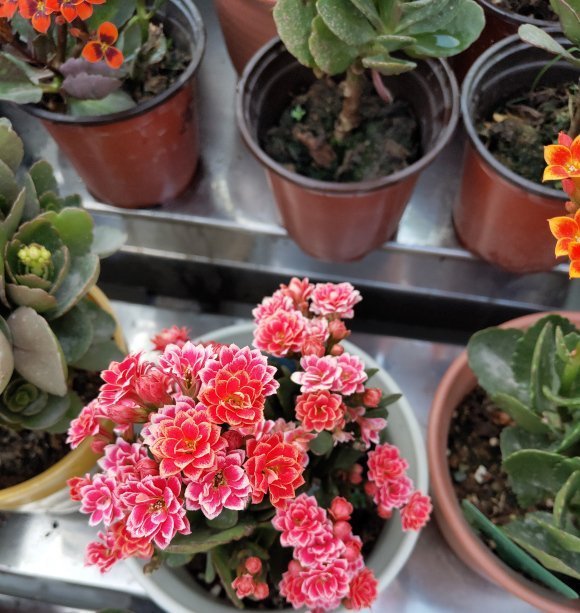 家庭养长寿花,学会“配土”,满足3个“要求”,开花持续不断