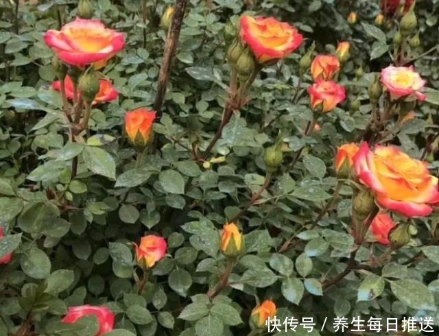 教你自制“氮磷钾肥”,月季开花少,给它用一用,猛开花!