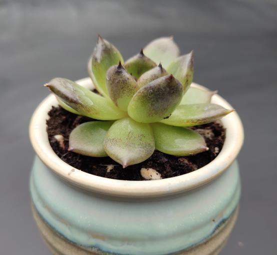 此款多肉名字霸气，养殖方法却很简单，满足这4点就够了