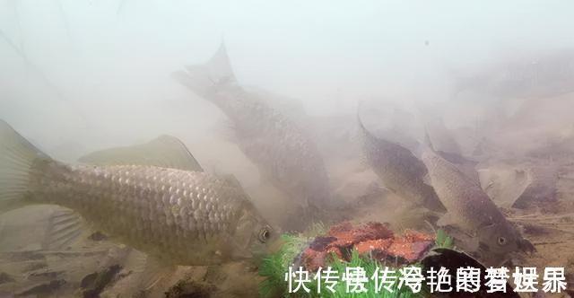 鲢鳙|为什么野钓鲫鱼不建议浮钓?看完这几条理由,你就明白了