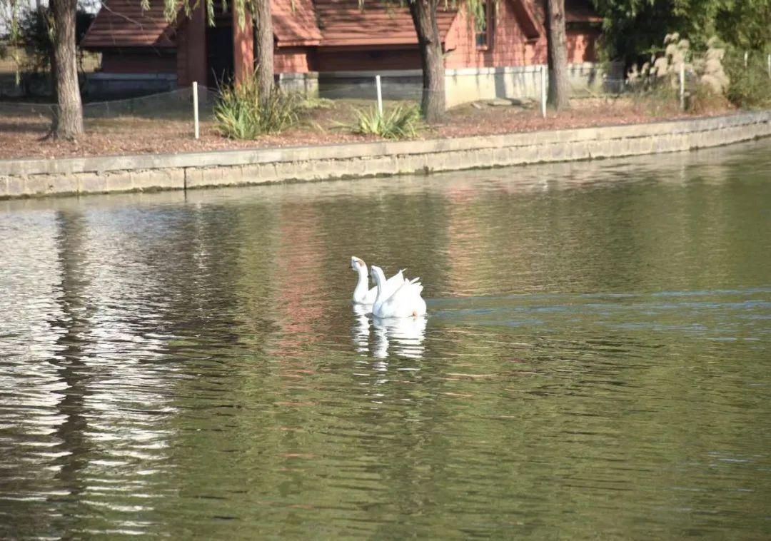 古城|春到同济！太（you）爱（fu）了（li）！