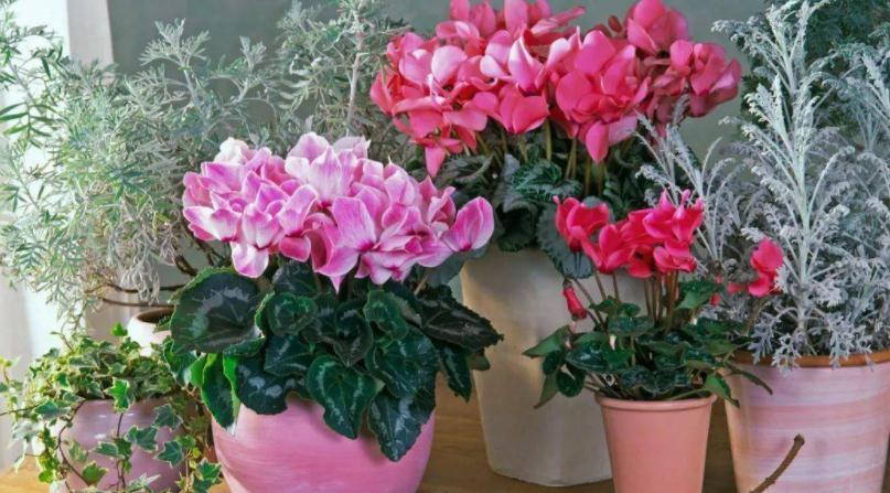 冬天养花，牢牢抓住这4点，室内盆栽才不出问题