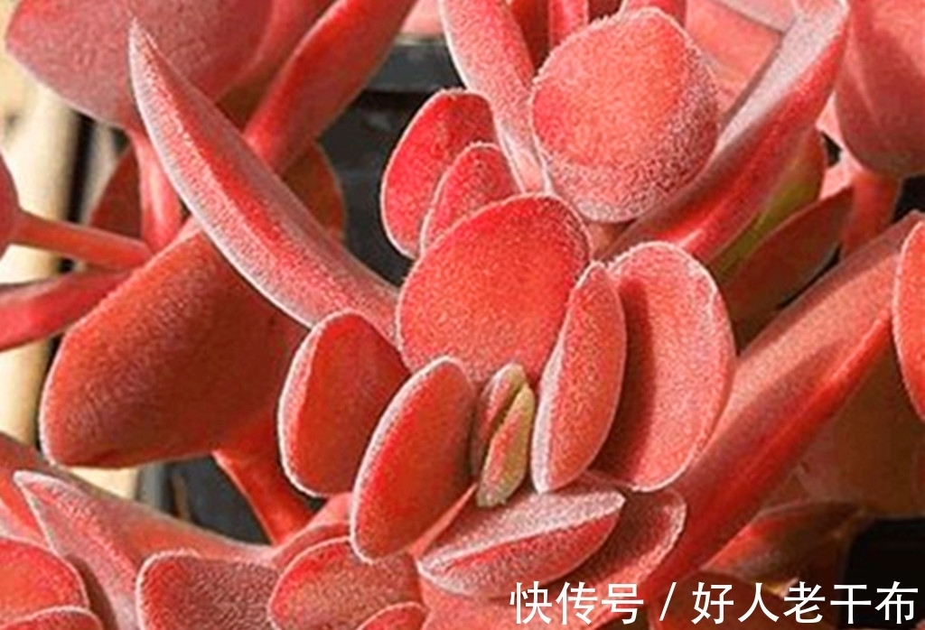 看到5种多肉,仿佛置身优美景色之中,满目都是美不胜收