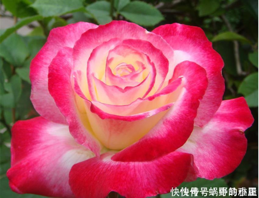 红双喜|世上最美最香的两种花，美如西施，香过桂花，养殖简单又容易