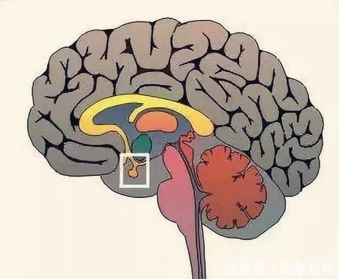 喝水越多,尿越多,肾脏的压力会变大吗?多喝水会伤到肾脏吗?