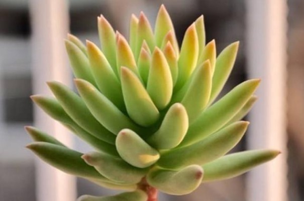 花语|此花就像佛祖张开的大手,花语是带有善意的,象征着无私的祝福!