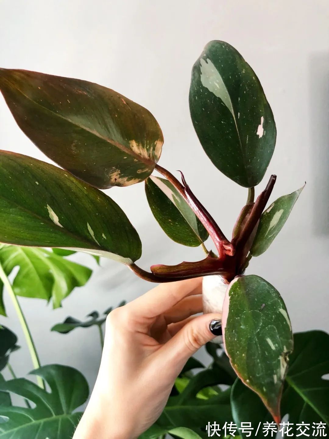 上百块一盆的粉公主蔓绿绒，比粉刚果蔓绿好太多，适合你养吗？