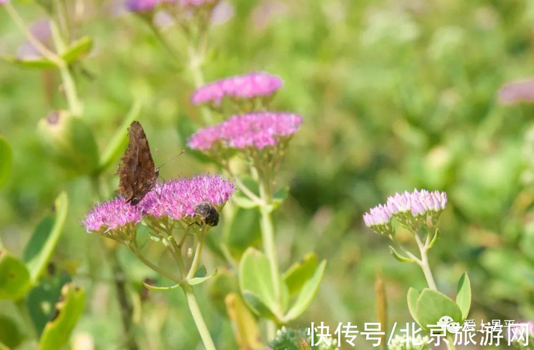 居庸关|这个风景秀美的村庄，溪流叠水，野花遍地，现在去正好~