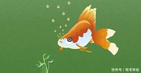 鱼类|钓鲫鱼窝内出现大片鱼泡，为何没鱼吃钩因为它想吃吃不到！