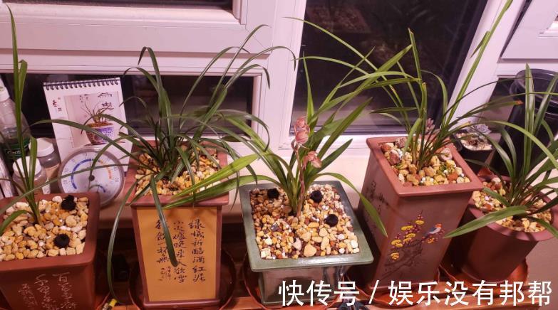 习性|室内养兰花盆栽，摆在哪里更合适？阳台就不错