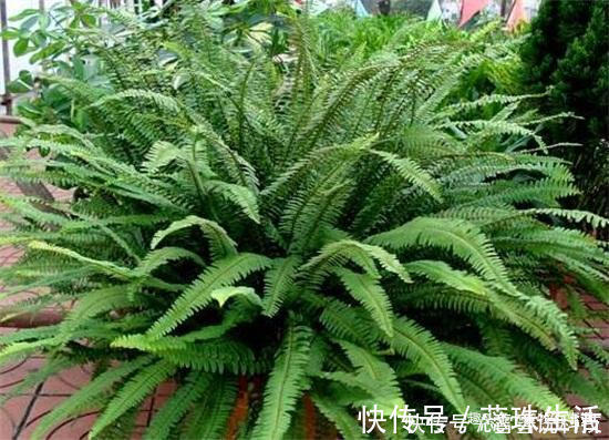 凤凰蛋|农村老人常说的“凤凰蛋”，只在老屋墙上能看到，价值特别高