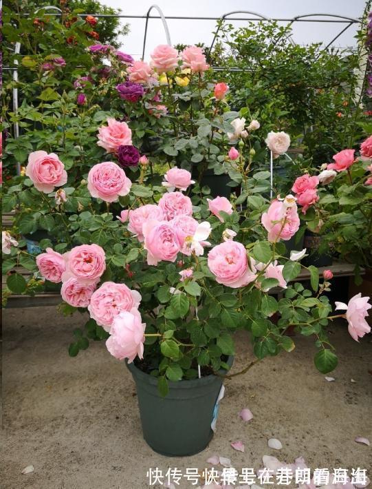 天冷|天冷了,15种漂亮花喜欢“大太阳”,多晒长得壮,花更多