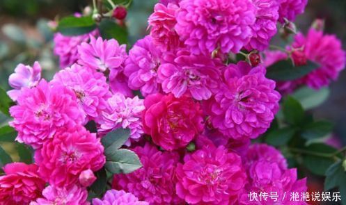 爆盆|喜欢玫瑰,不如试试“高档玫瑰”甜蜜马车,花团锦簇,花开爆盆美