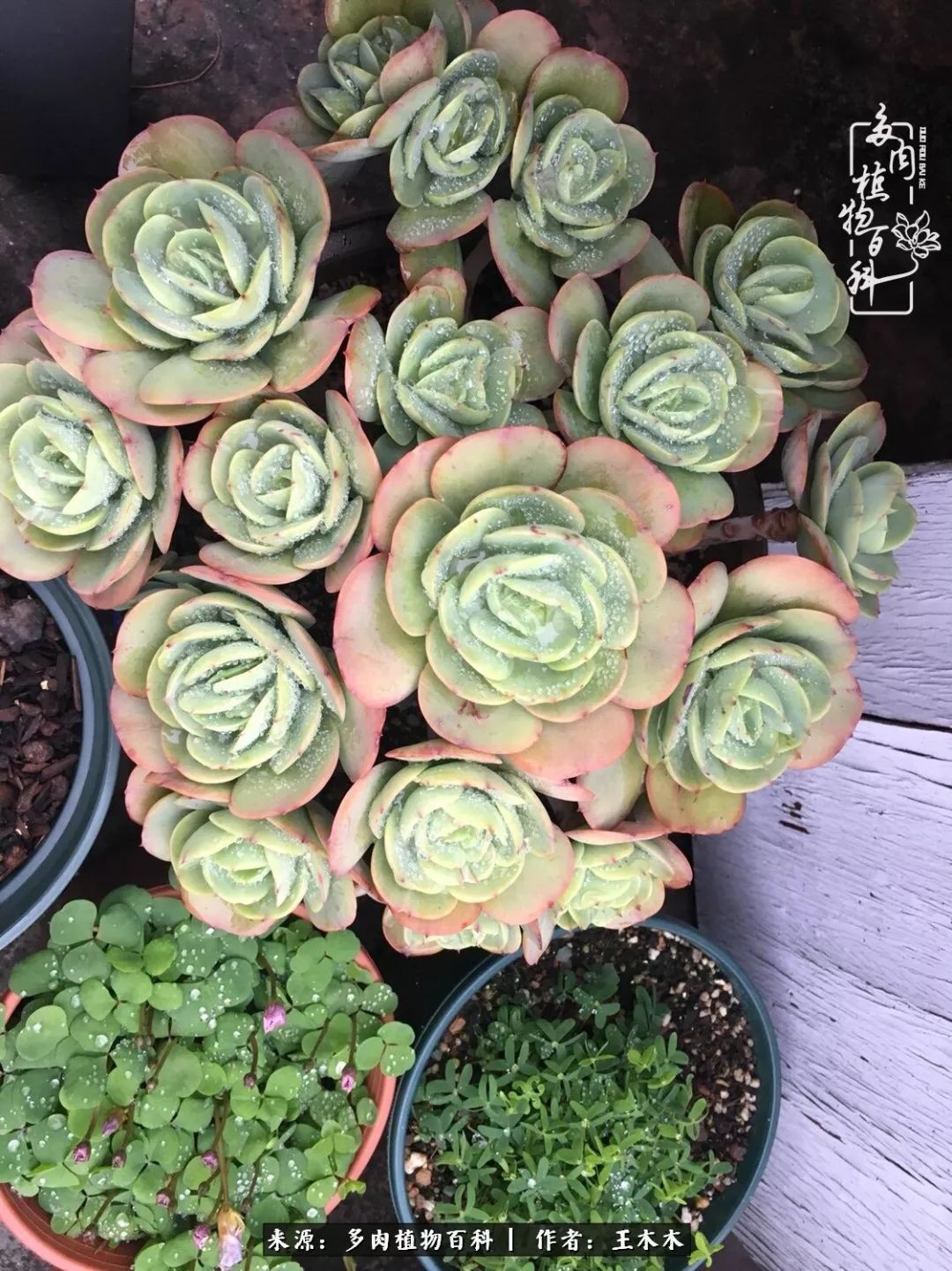 爱上多肉的第三个年头回看励志对比图，感悟岁月静好！