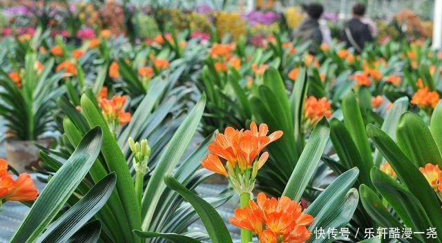 健壮|君子兰入夏要“静养”,扔一边,少管它,反而更健壮