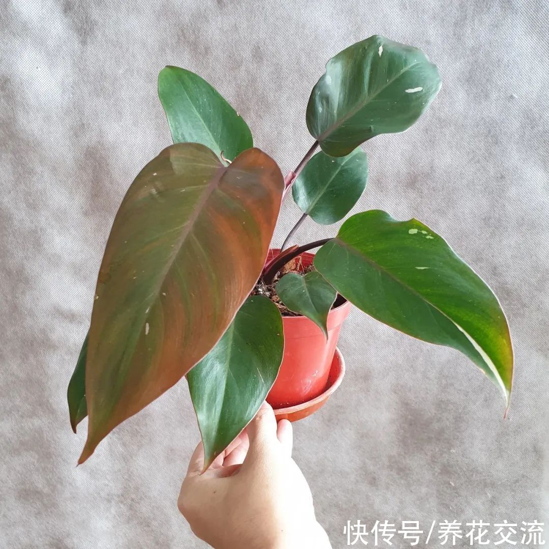 上百块一盆的粉公主蔓绿绒，比粉刚果蔓绿好太多，适合你养吗？