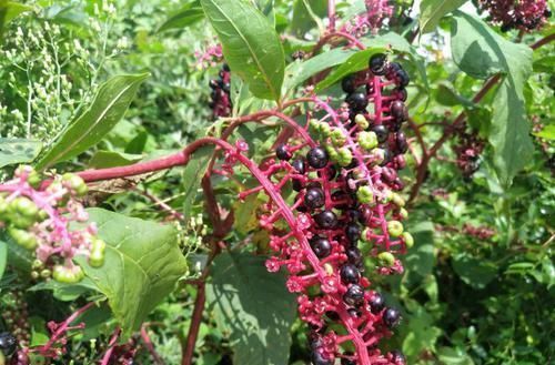 农村一种稀罕野草,形似山萝卜,根似人参,农民称之为“金七娘”