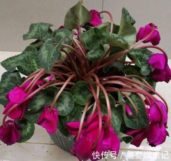 养殖仙客来要注意什么?了解5个关键点,植株枝叶多、开花多