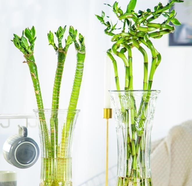 不管穷人富人,客厅建议摆放“3种花”,不贵而且寓意好