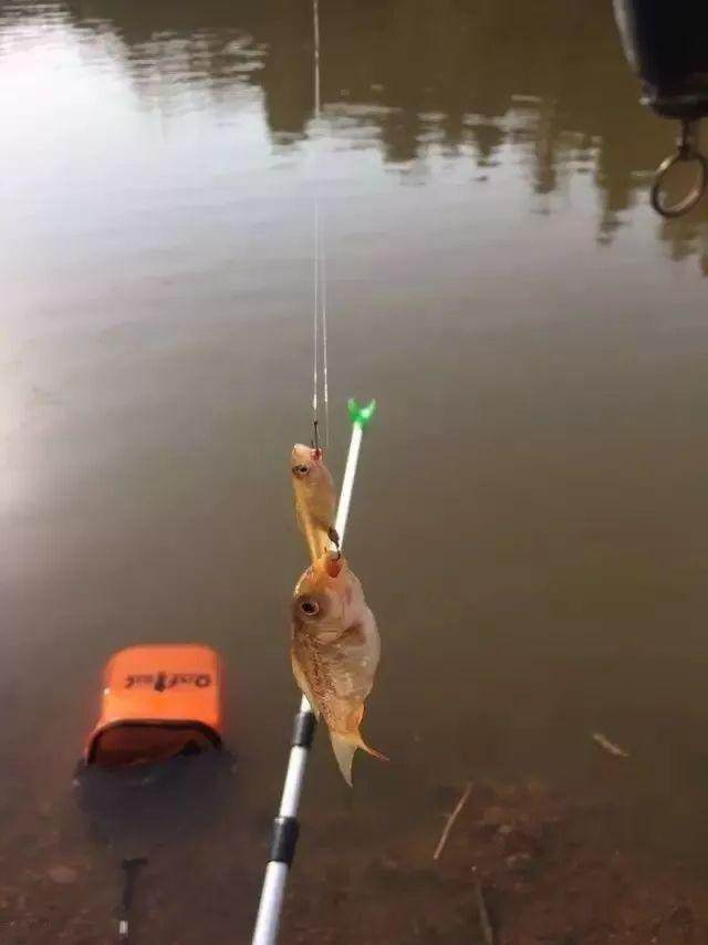 高手|娶个钓鱼高手当老婆是种什么体验,有人说很幸福!