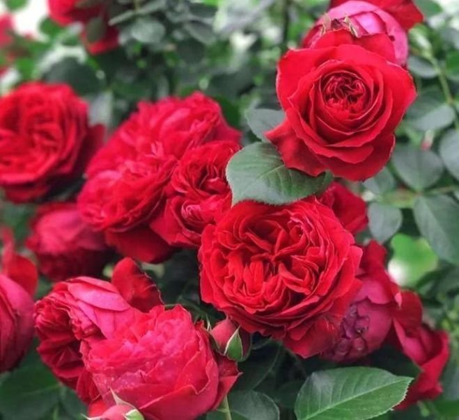 5种花自带财运,比牡丹好看,比吊兰好养,你养了吗