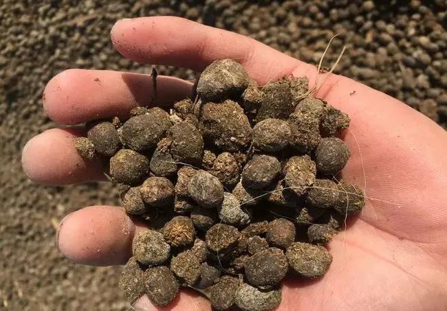 养花不用想得很复杂,撒上一把天然肥,叶绿花美,花开不停歇