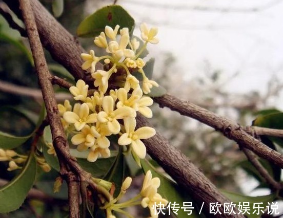 三种越老越值钱的耐旱花,1个月浇1次水,轻轻松松活几十年!