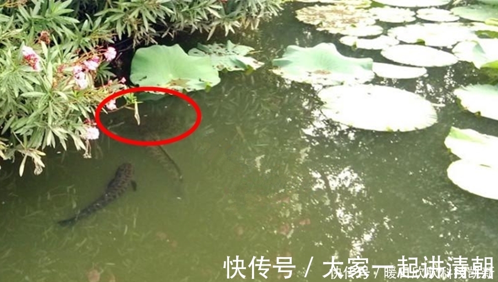 繁殖期|夏天钓黑鱼,民间手竿钓法的操作要点,钓组简单到没浮漂没铅坠