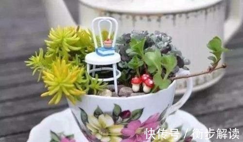 月饼盒|除了花盆之外,这些东西也是绝佳的养花神器,你用过吗?