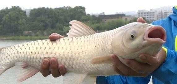 别把钓草鱼看的那么难,做到这几点,连竿中鱼如若等闲