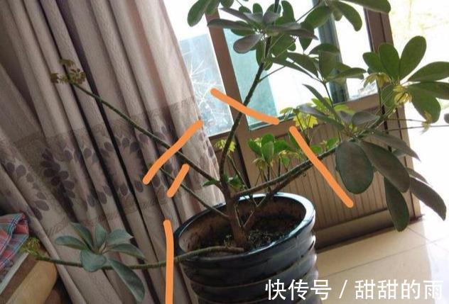 有一种伪“发财树”,好养净化空气,管理做好四点,“蹭蹭”冒芽