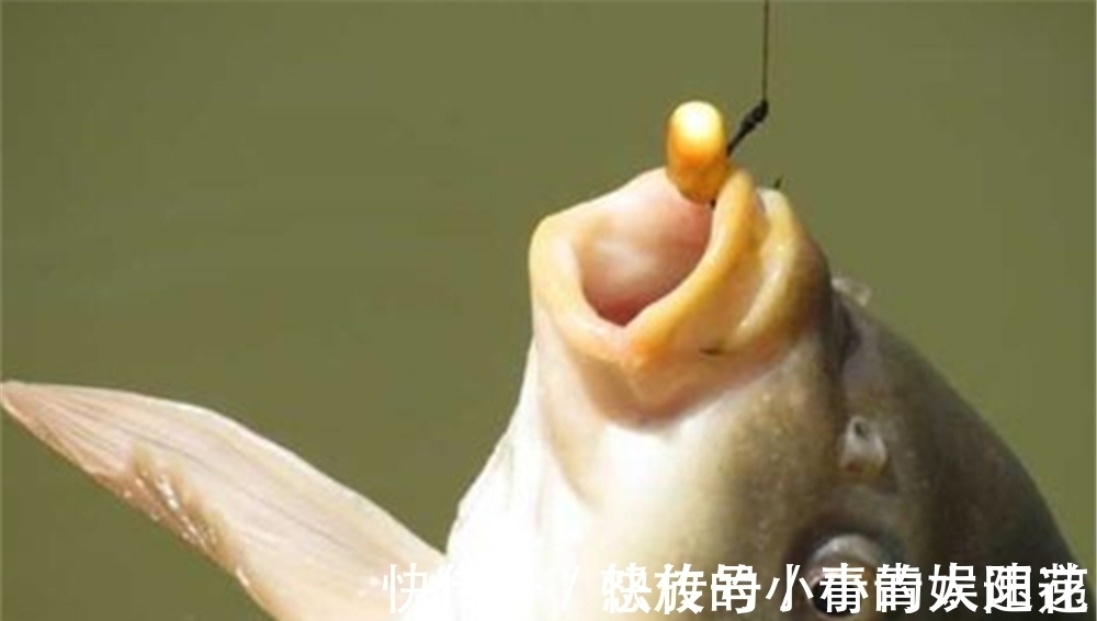 野钓|这种不用饵料的钓法,在黑坑和野钓守大货时,都有不俗表现!