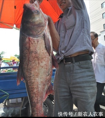 包头鱼|一米长40斤重，安徽一男子钓获“花鲢王”，网友：鱼头就够吃几顿