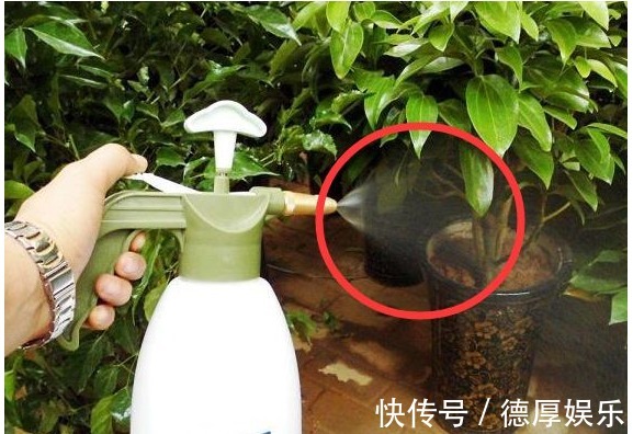 家里养花招虫很烦人老花农教1绝招,不买杀虫药,虫子都没有了