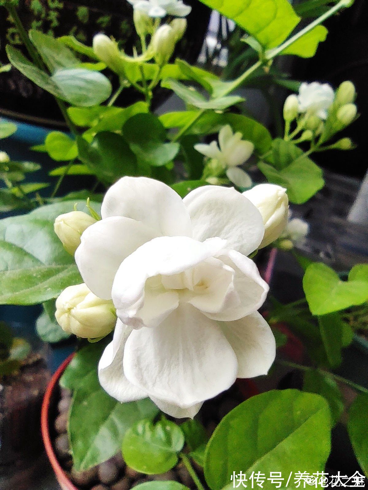 养花|养花用点“酸酸水”,花长得特旺,叶子绿得直滴油