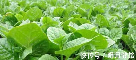 减肥|女性易发胖,多吃3种蔬菜,刮油清脂,大肚腩消了,减肥的好帮手