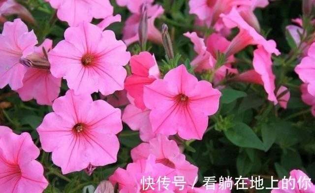 观赏性|这几种花观赏性强爱开花，花期长花量大，养在家里赏花好