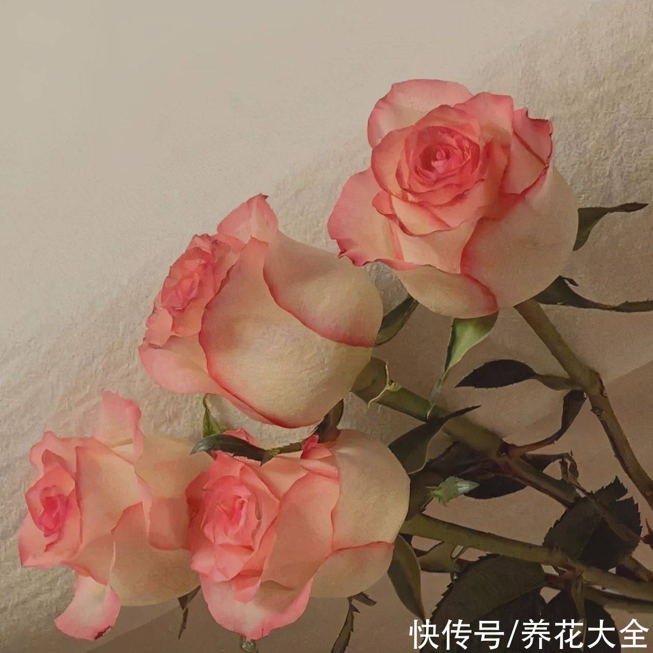 玫瑰原来是月季，养了这么久，还不知道名