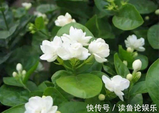 欧石楠|养花就养这4款,清雅别致,生机勃勃,四季开花不断